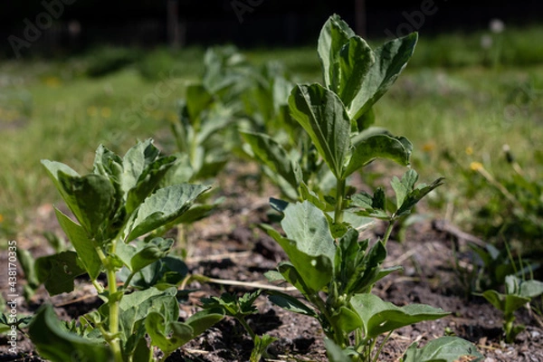 Obraz spring in the garden
