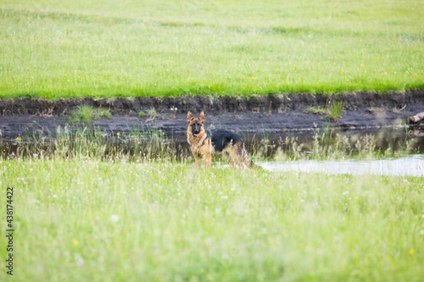 Obraz dog running in the meadow