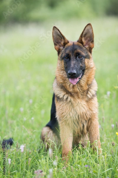 Obraz shepherd sitting on green grass
