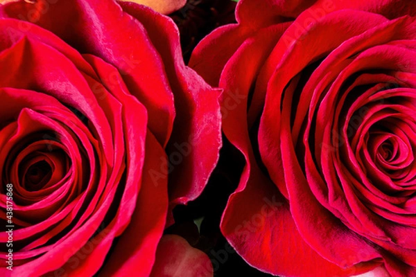 Fototapeta Roses close-up