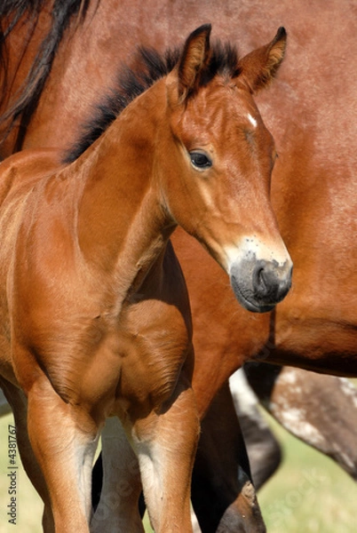 Obraz charmant poulain bai près de sa mère