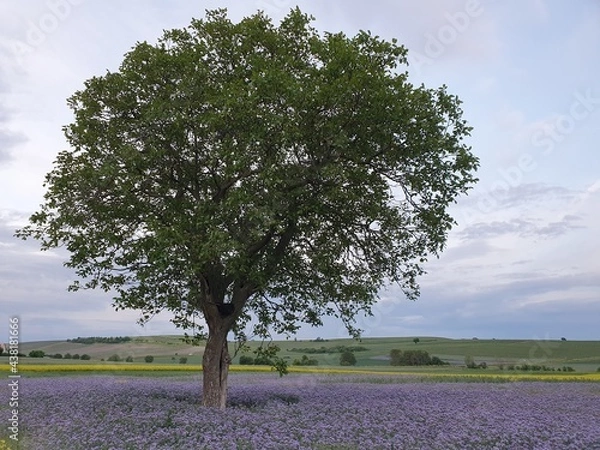 Obraz Tree in the fields