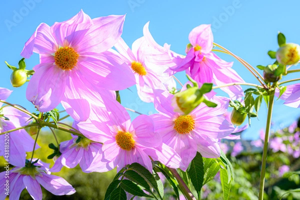 Obraz 皇帝ダリア