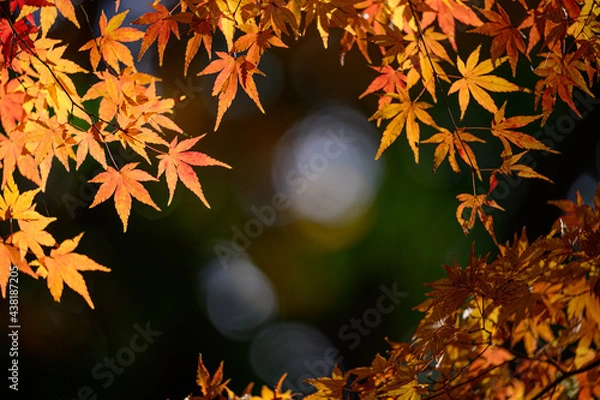 Obraz もみじのフレーム