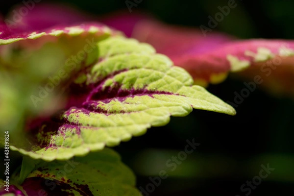 Fototapeta Green and Pink Coleus Macro
