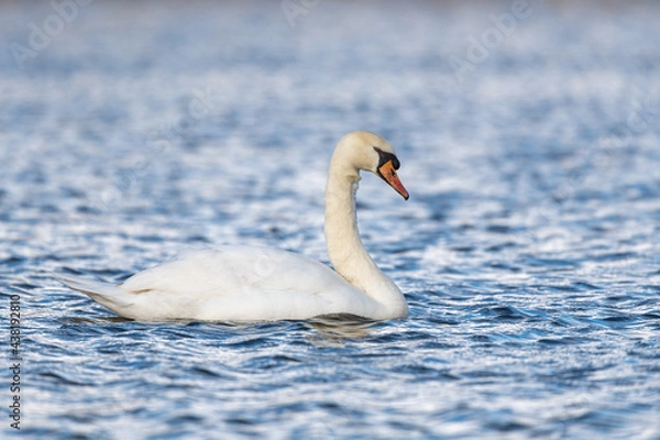 Fototapeta Mute swan (Cygnus olor) swimming in a lake