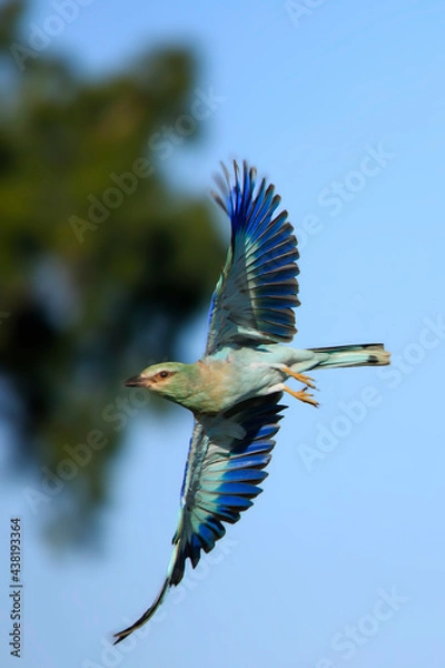 Obraz European Roller in flight