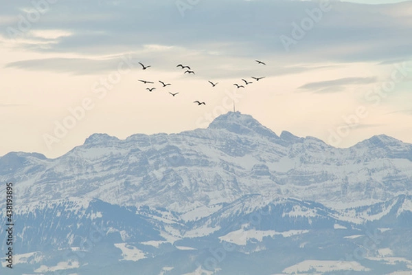 Fototapeta Säntis, bekannter Berg in den Schweizer Alpen im Kanton St. Gallen, Schweiz, Vogelschwarm