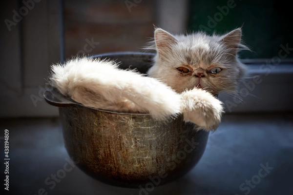 Fototapeta Persian kitten with different eyes (heterochromia) in an old rusty pot