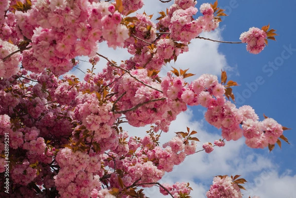 Obraz Cerisier japonais