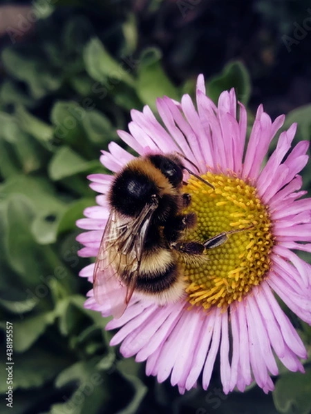 Fototapeta bumblebee on flower