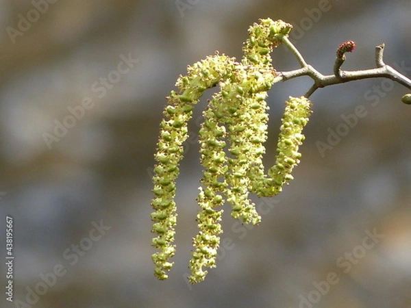 Fototapeta branches in spring