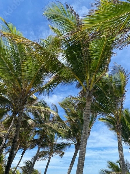 Obraz coconut trees