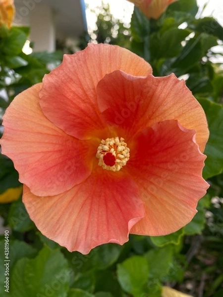 Obraz red hibiscus flower