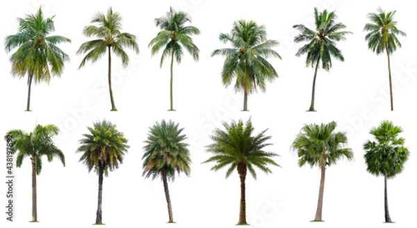 Fototapeta Set of coconut and palm trees isolated on white background, Suitable for use in architectural design, Decoration work, Used with natural articles both on print and website.