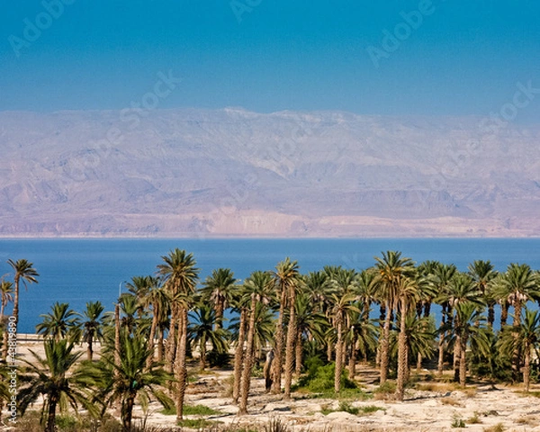 Fototapeta Palm Trees at the Dead Sea
