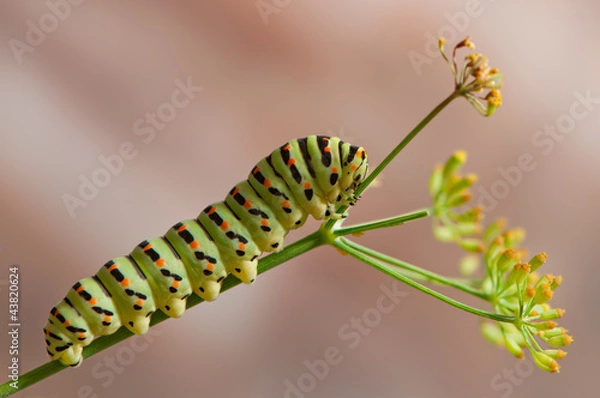 Fototapeta Swallowtail caterpillar macacon