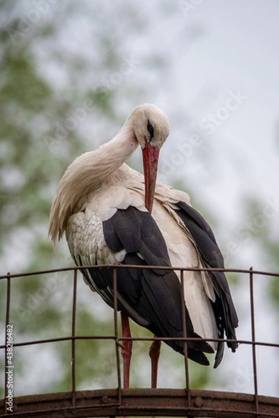 Obraz white stork ciconia