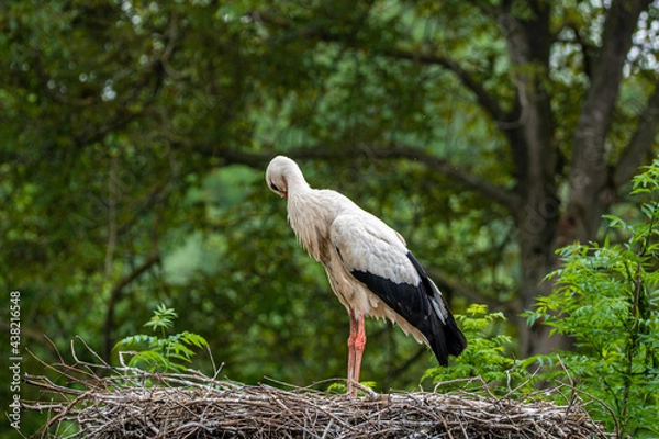 Obraz stork in the nest