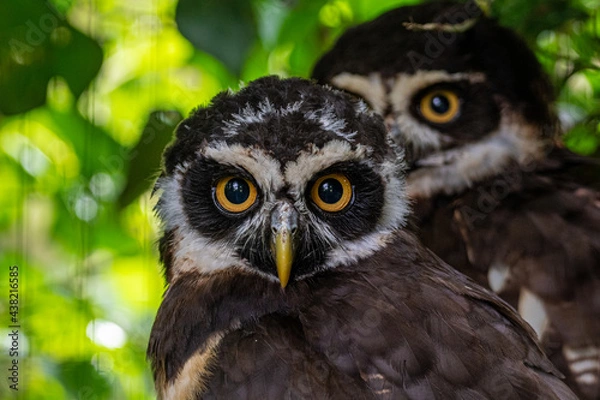 Obraz eagle owl portrait
