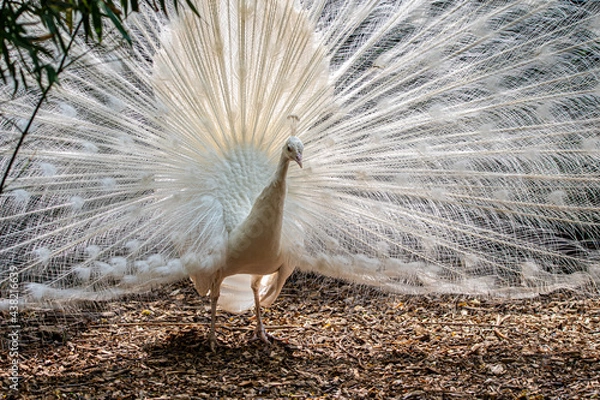 Obraz peacock with feathers