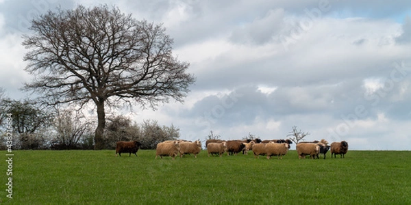 Obraz Schafe auf der Weide