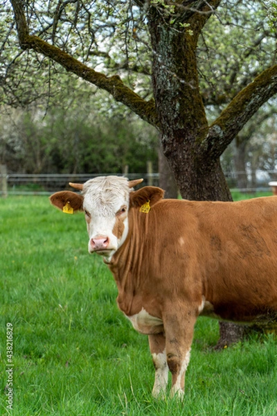 Obraz Kühe auf der Weide