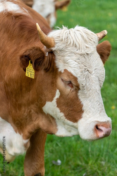 Obraz Kühe auf der Weide