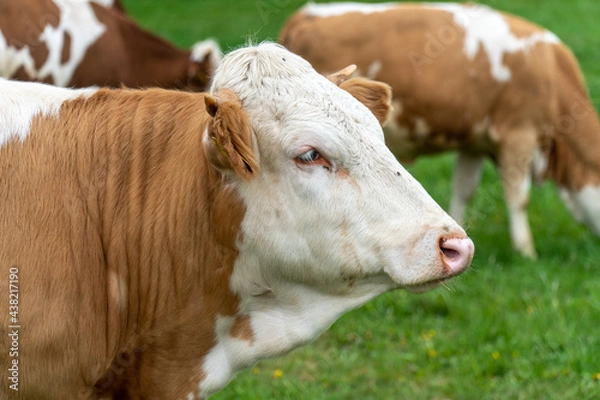 Obraz Kühe auf der Weide