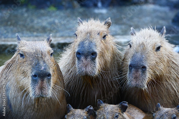 Obraz capybara onsen
