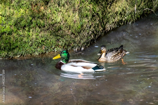 Obraz Enten im Wasser