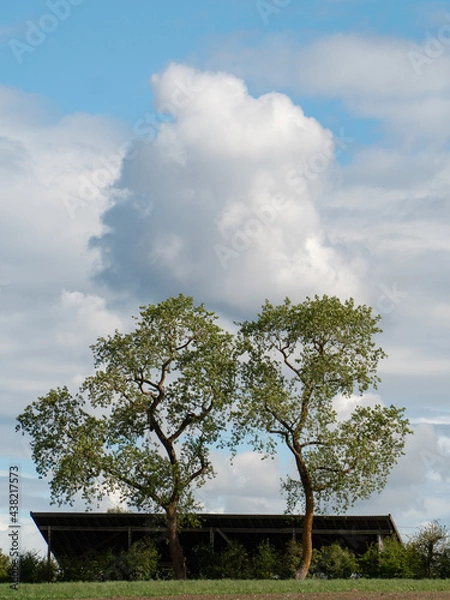 Obraz Wolke über 2 Bäumen über einer Scheune
