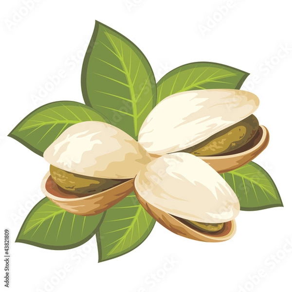 Obraz pistachio nuts