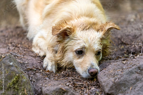 Obraz süßer oder trauriger nasser Hund