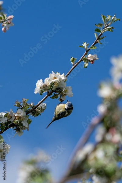Obraz Meise im Kischbaum