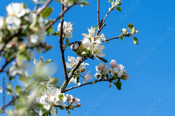 Obraz Meise im Kischbaum