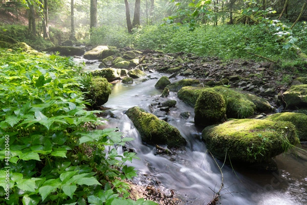 Obraz kleiner Fluss im Wald
