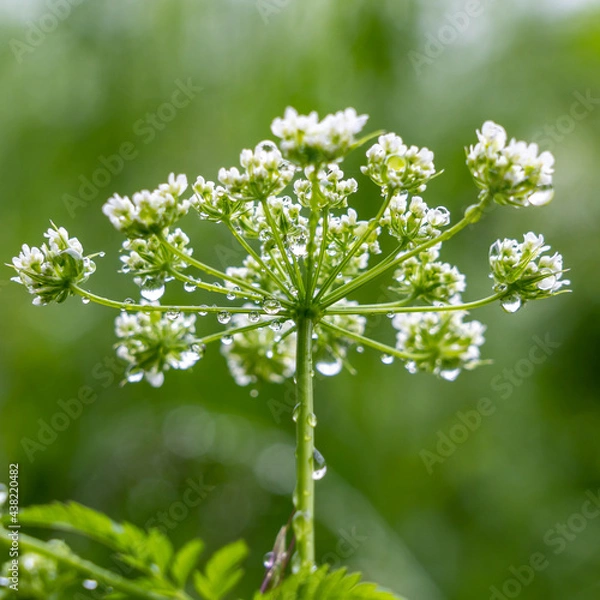 Obraz Pflanzen mit Tropfen