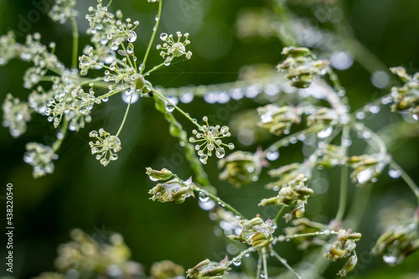 Obraz Pflanzen mit Tropfen