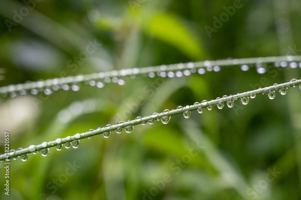 Obraz Pflanzen mit Tropfen