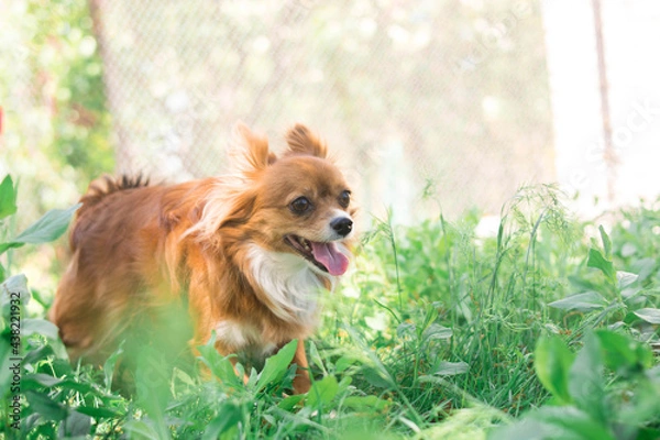 Obraz Chihuahua dog. Red-haired dog. Fluffy dog ​​with long hair. Little dog. Puppy. Dog in nature. Chihuahua is sitting on the lawn. Dog with a flower. Chihuahua with a tulip. Cute animals.