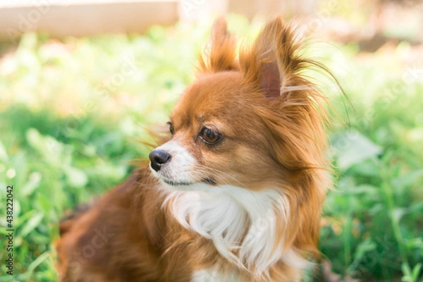 Obraz Chihuahua dog. Red-haired dog. Fluffy dog ​​with long hair. Little dog. Puppy. Dog in nature. Chihuahua is sitting on the lawn. Dog with a flower. Chihuahua with a tulip. Cute animals.