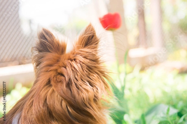Obraz Chihuahua dog. Red-haired dog. Fluffy dog ​​with long hair. Little dog. Puppy. Dog in nature. Chihuahua is sitting on the lawn. Dog with a flower. Chihuahua with a tulip. Cute animals.