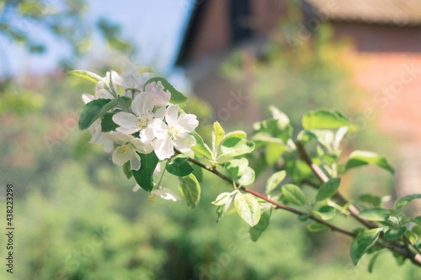 Obraz Plants. Garden. Vacation home. Nature. Flowers. Blooming apple tree. Apple tree flowers on the tree. Tree with white flowers. White flowers.