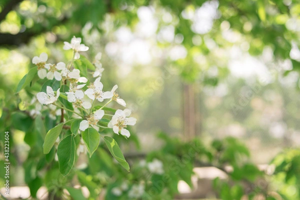 Obraz Plants. Garden. Vacation home. Nature. Flowers. Blooming pear. Pear flowers on the tree. Tree with white flowers. White flowers.