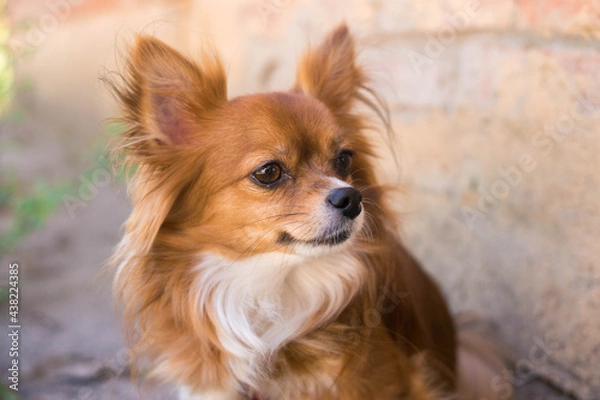 Obraz Chihuahua dog. Red-haired dog. Fluffy dog ​​with long hair. Little dog. Puppy. Dog in nature. Chihuahua licks its lips. The dog stuck out its tongue. Cute animals.