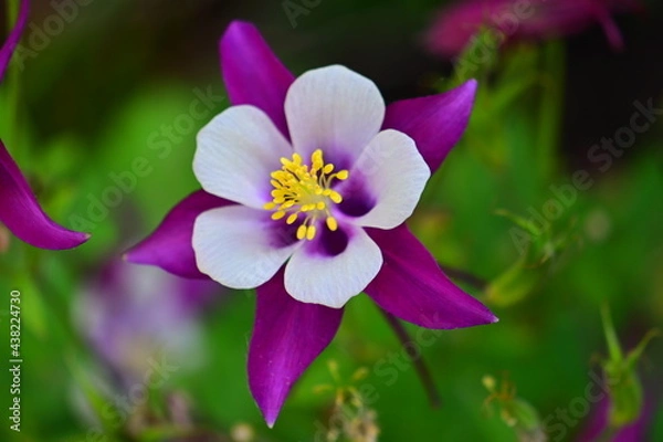 Obraz Spring Flowers