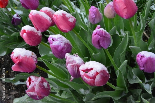 Obraz Snow tulips