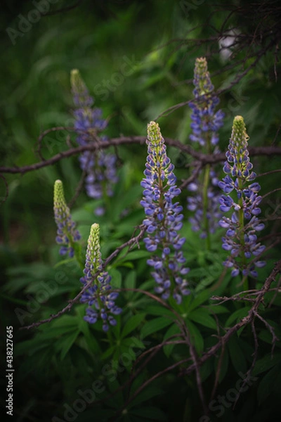 Fototapeta Wildflowers on the forest edge in sunlight and shadows. Natural background of lush green foliage with bokeh effect. Spring bloom, summer, warm season, beautiful nature concept.
