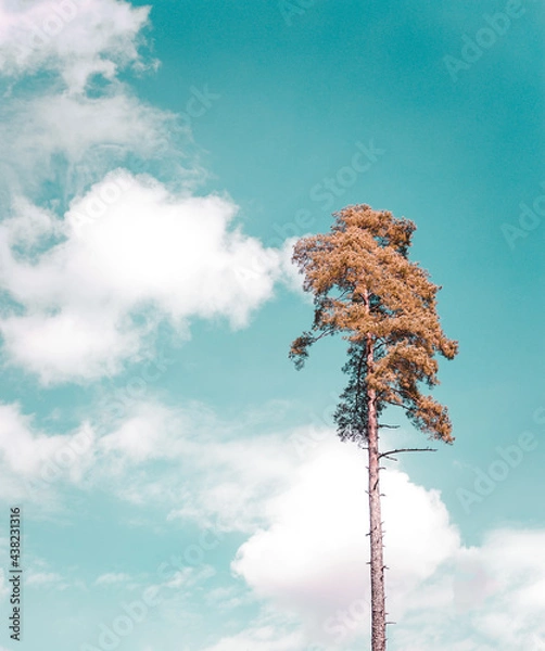Fototapeta tree and sky